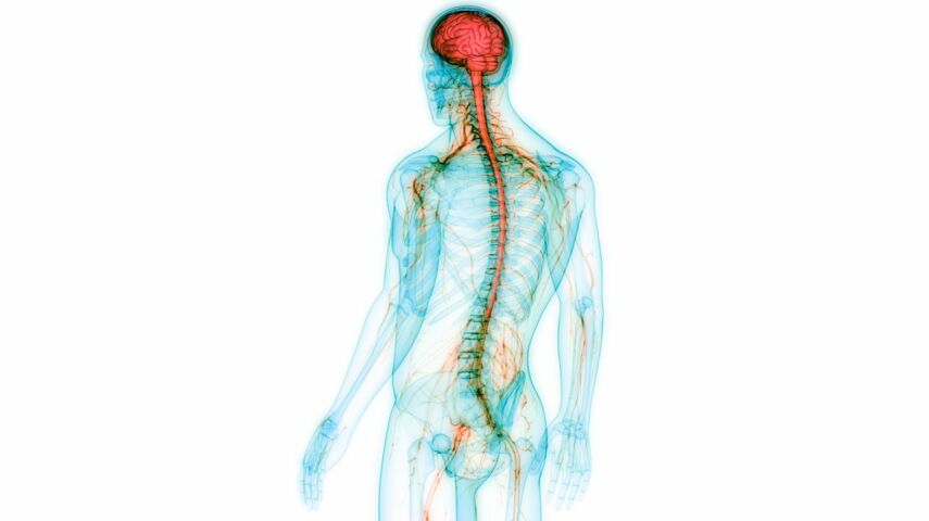 Schemat ciała ludzkiego z zaznaczonym układem nerwowym